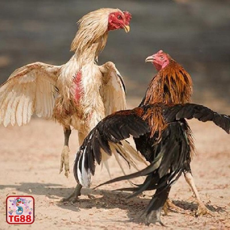 Đá Gà Cựa Sắt - Hạng cân và tiêu chí phân loại chiến kê Đá Gà Cựa Sắt - Hạng cân và tiêu chí phân loại chiến kê